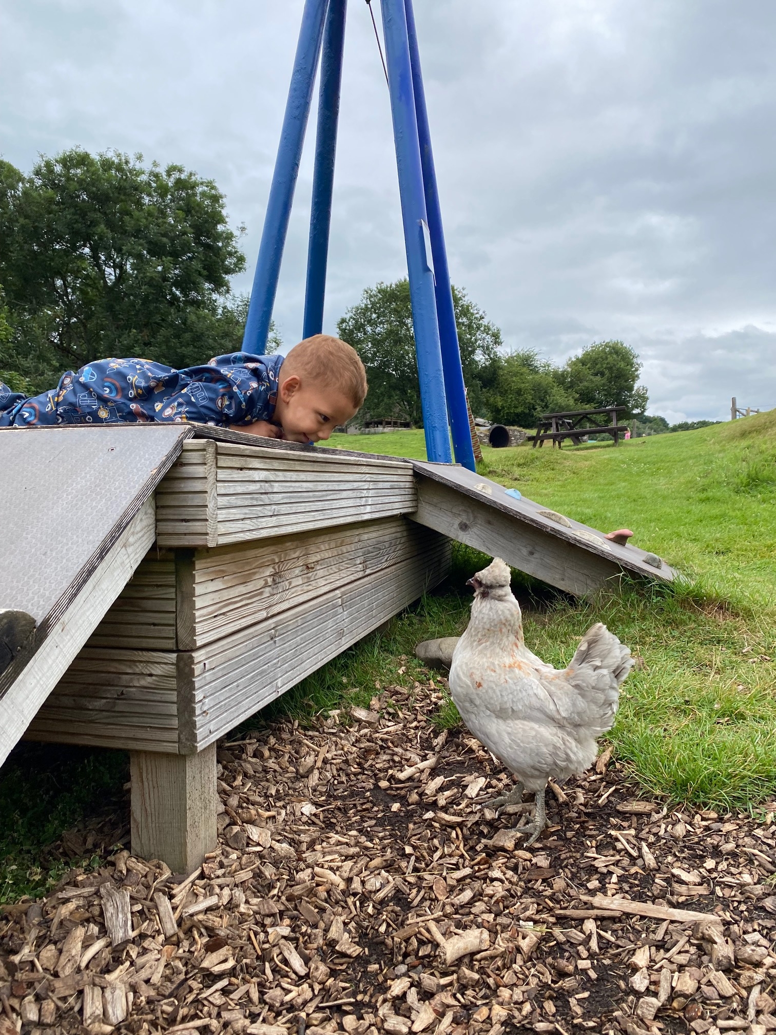 Marlo Looking at Chicken at Auchingarrich -