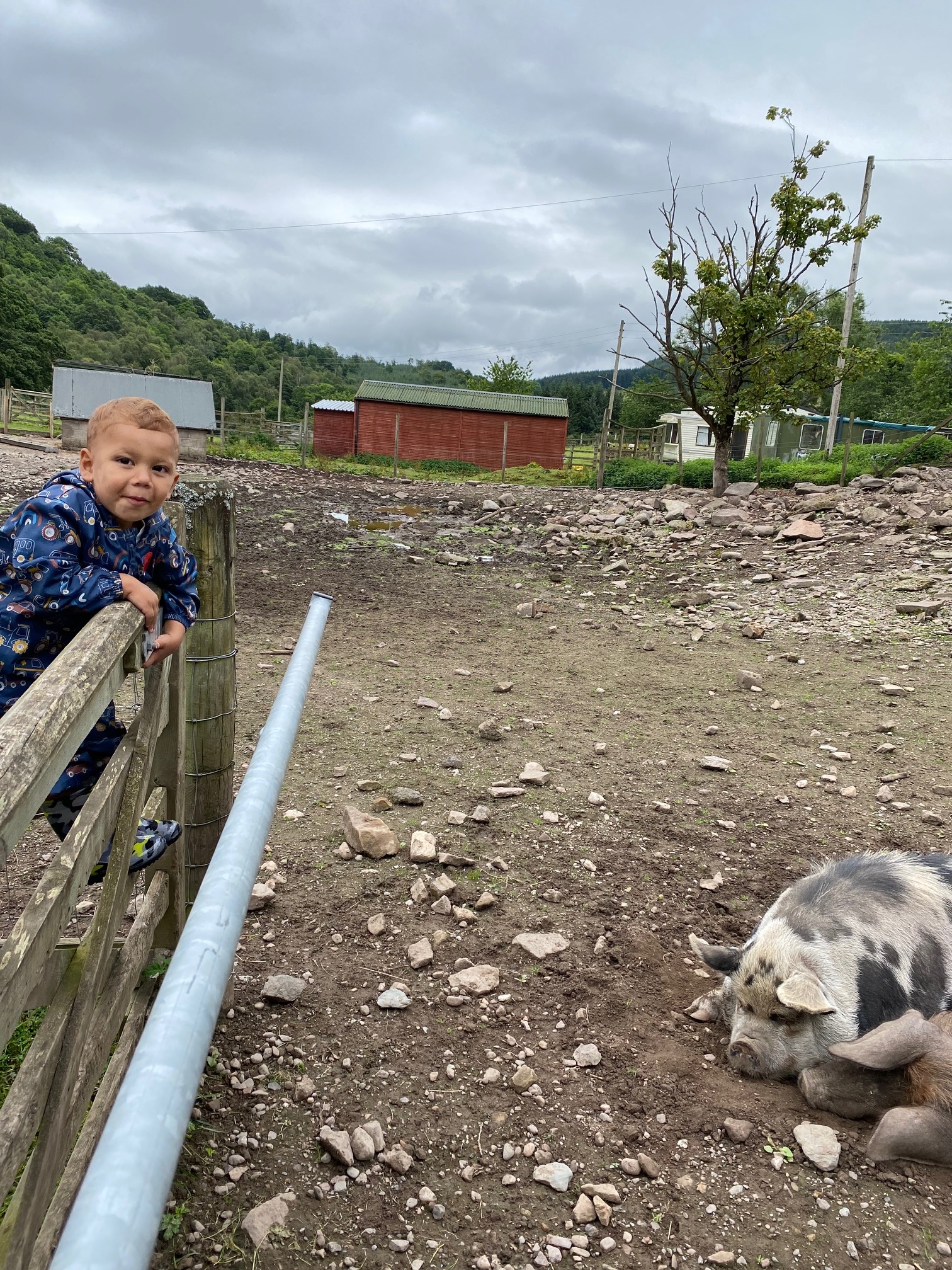 Marlo with Pig at Auchingarrich
